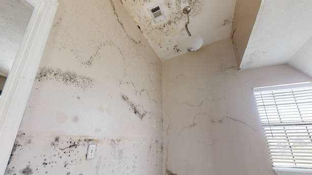 Best Mold Odor Removal Services  in Samson, AL