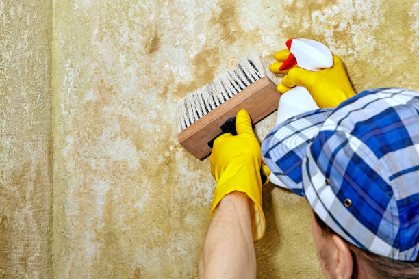 Best Indoor Air Quality Assessment  in Samson, AL