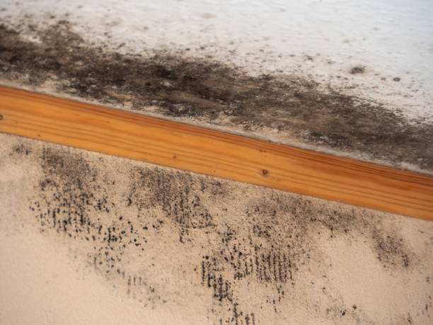 Best Mold Remediation for Healthcare Facilities  in Samson, AL