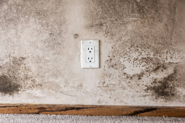 Best Post-Construction Mold Inspection  in Samson, AL