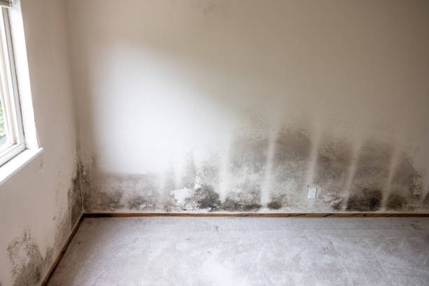 Best Air Quality Testing for Mold Spores  in Samson, AL